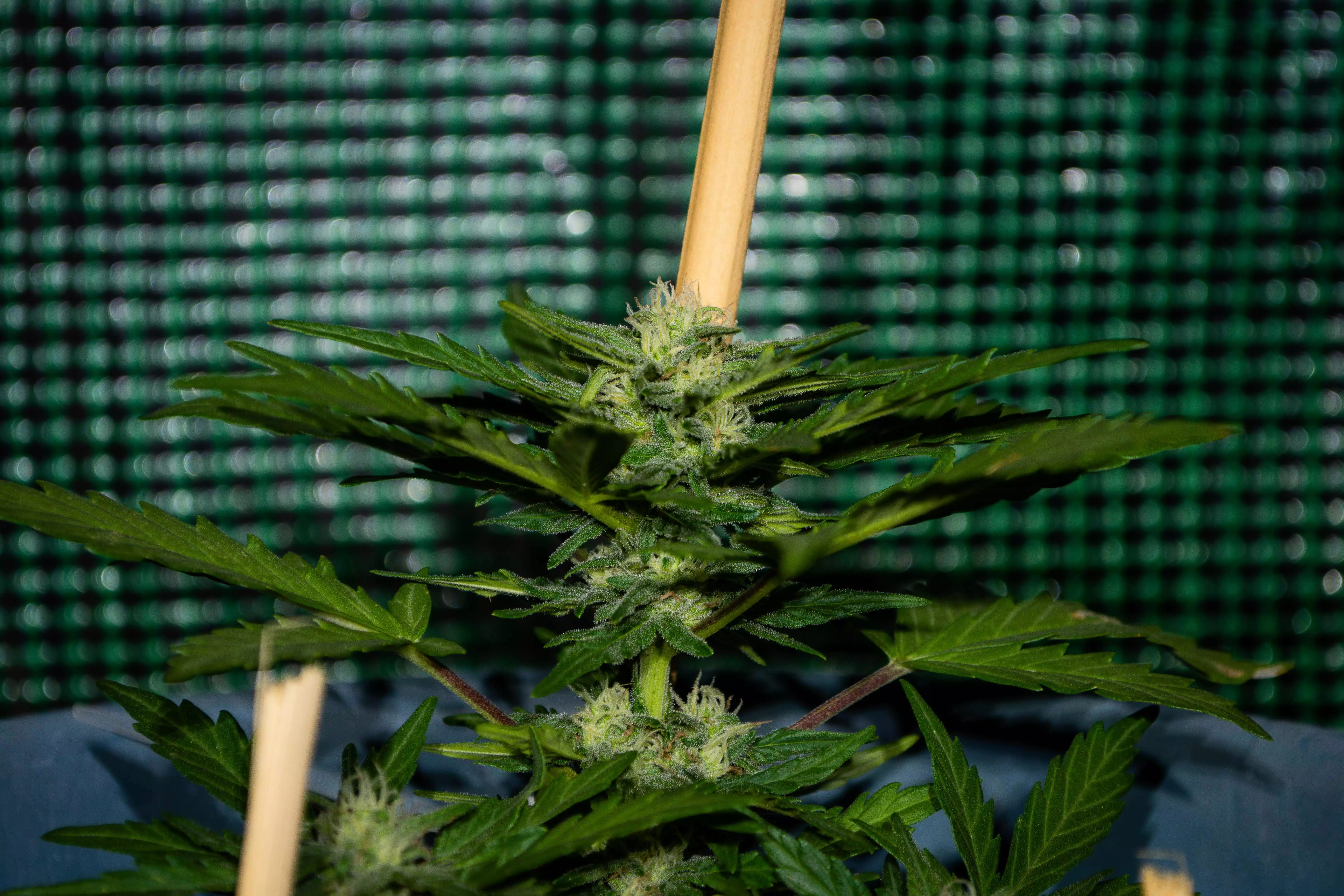 Autoflower_Mx