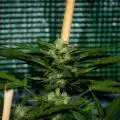 Autoflower_Mx
