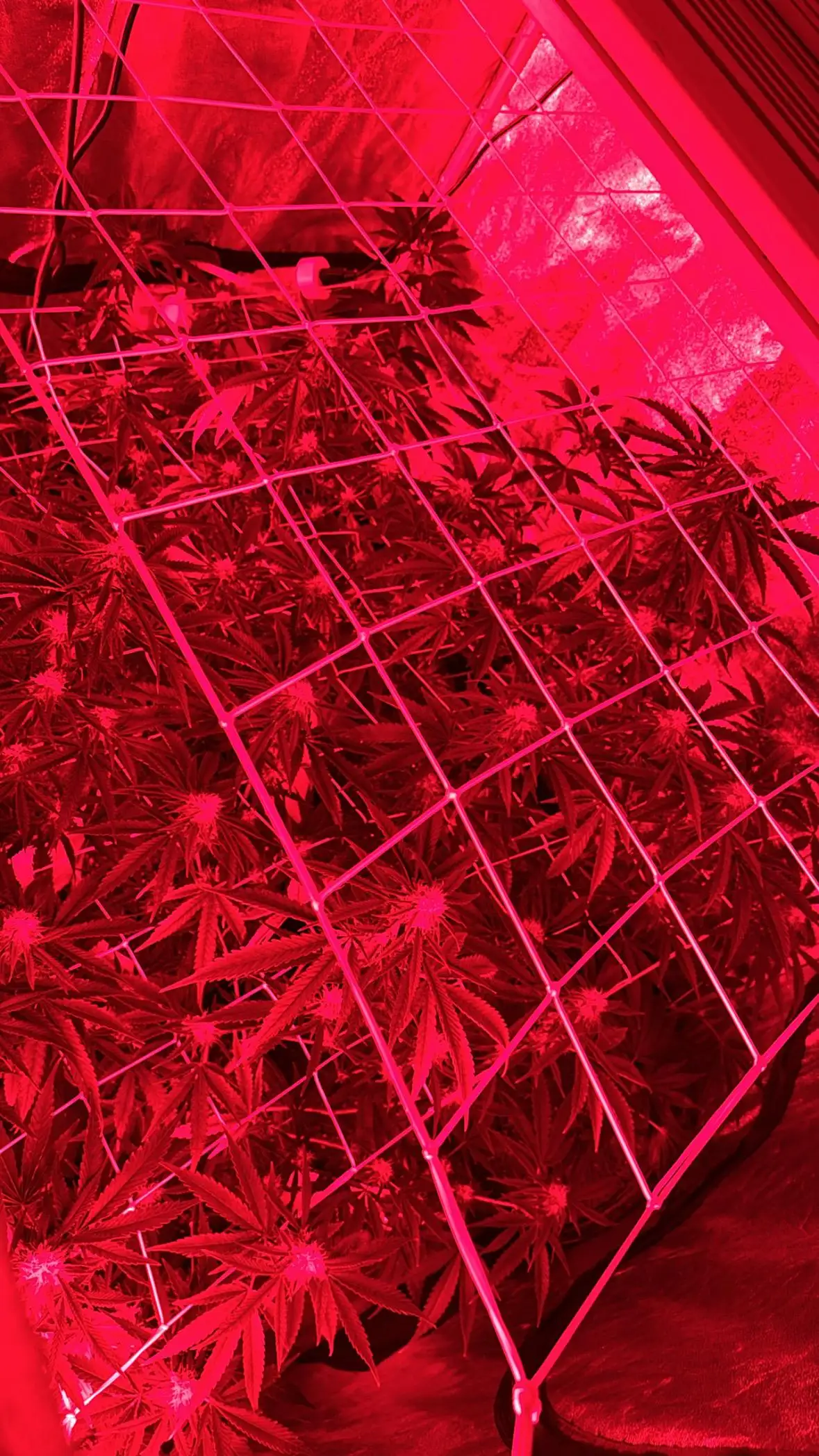 Organicterpyqc420