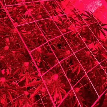 Organicterpyqc420
