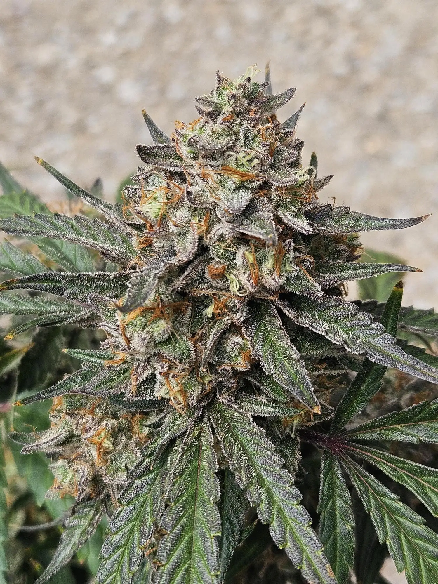 CannaDudeDad