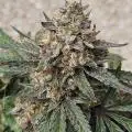 CannaDudeDad