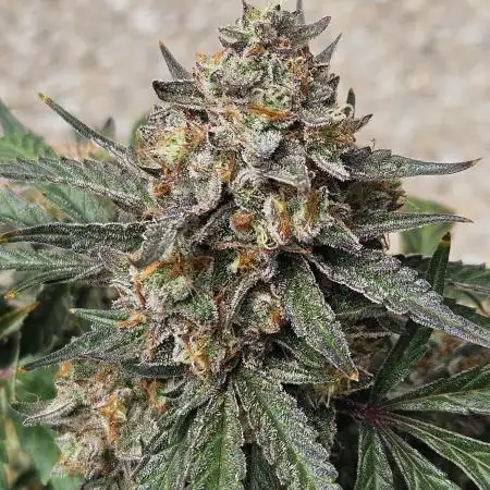 CannaDudeDad