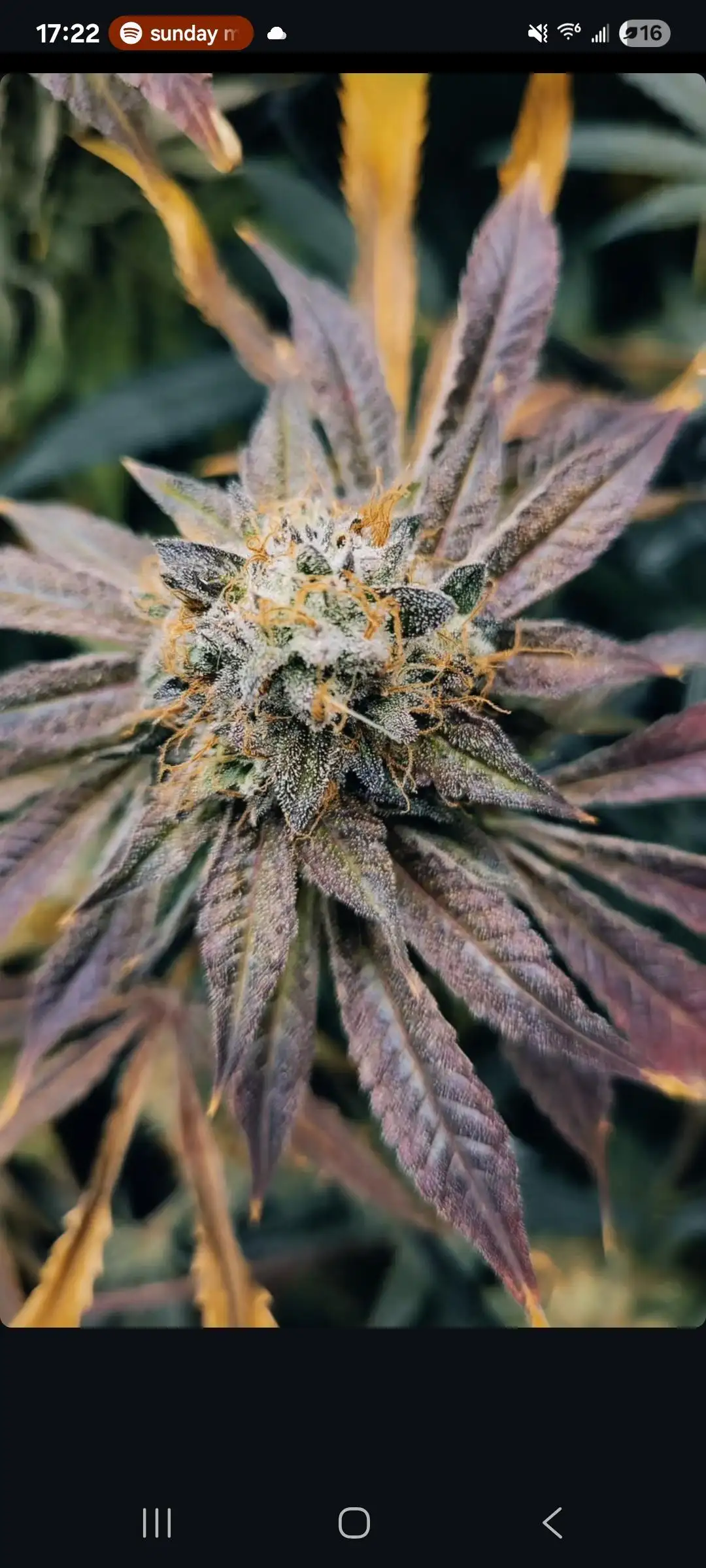 Grow96