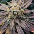Grow96