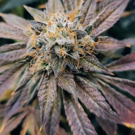 Grow96