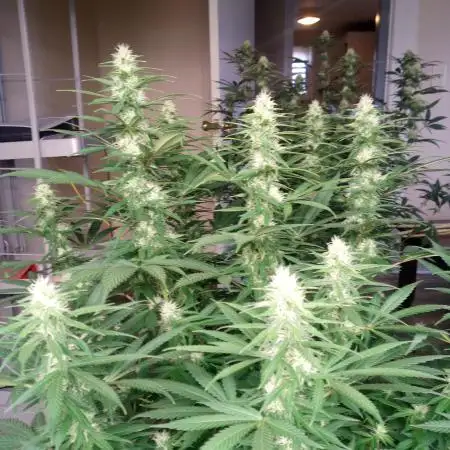 Craft_Organics
