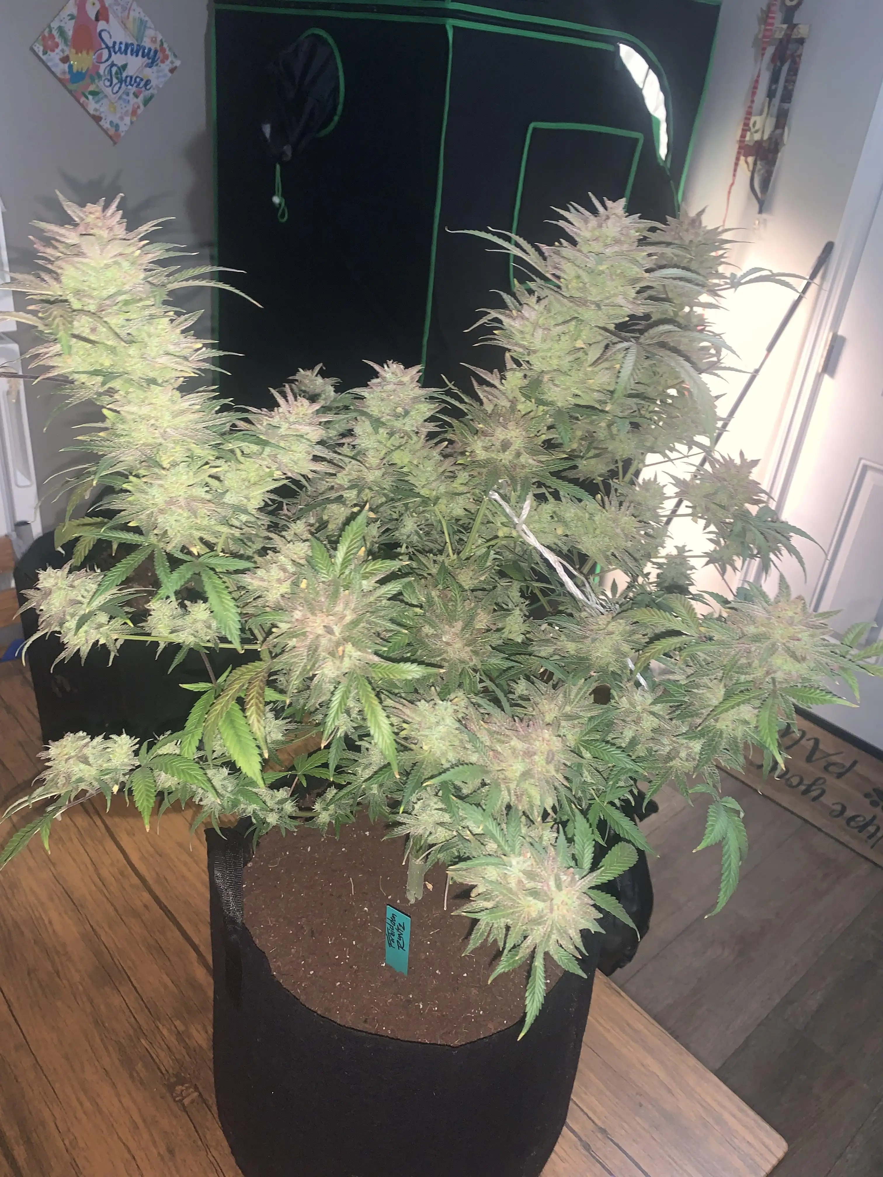 NastyNatiBuds513