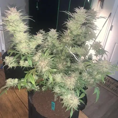 NastyNatiBuds513