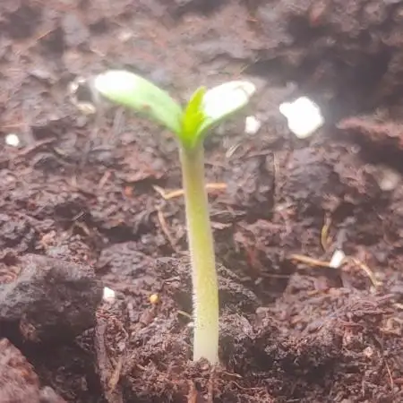 Flowgrowhigh