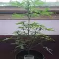 RoyalGrow