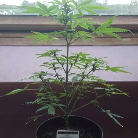 RoyalGrow