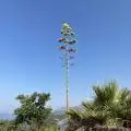 Outdoorgrowz