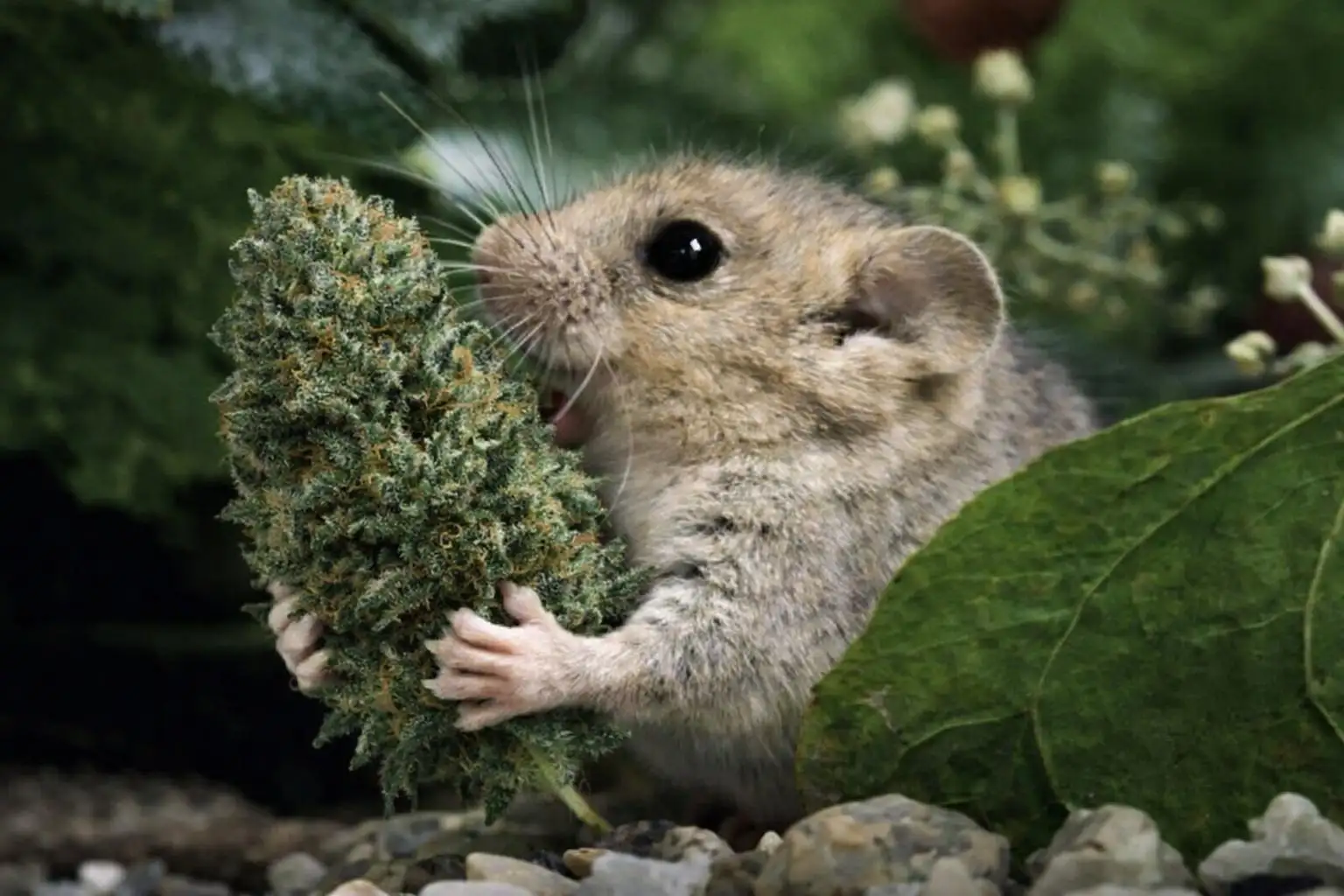 Hazelmaus