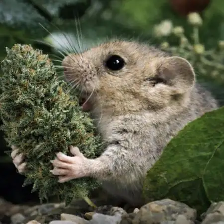 Hazelmaus