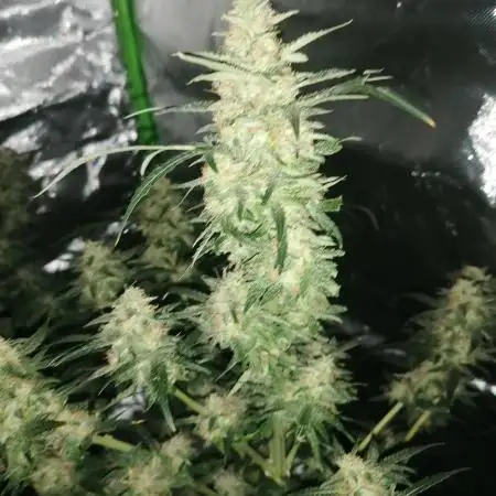 Manu2507