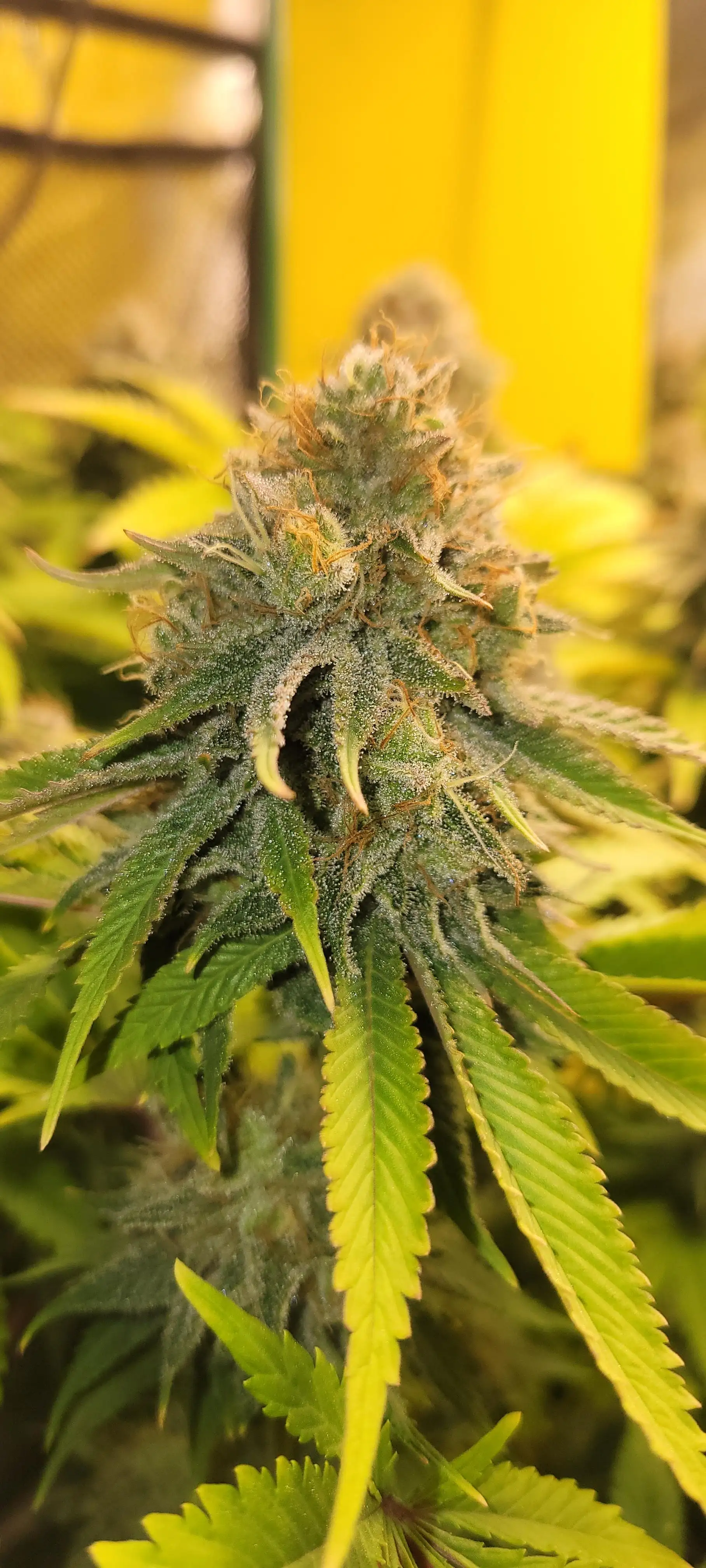 Danksmoke