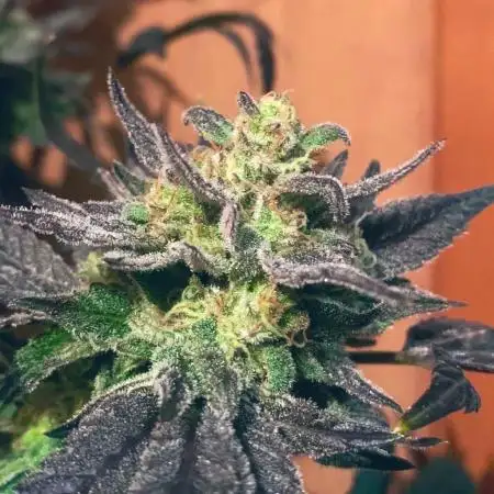 OGgrower420
