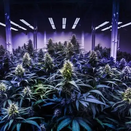 GoldWertGrow