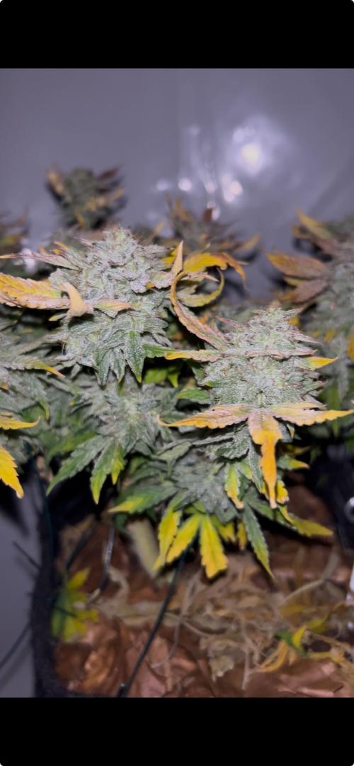 null by German_GrowLab