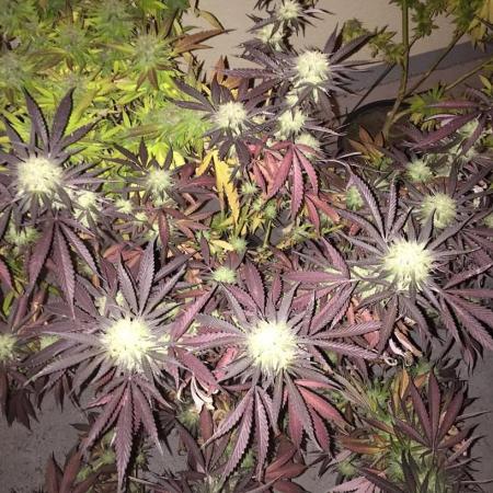 German_GrowLab