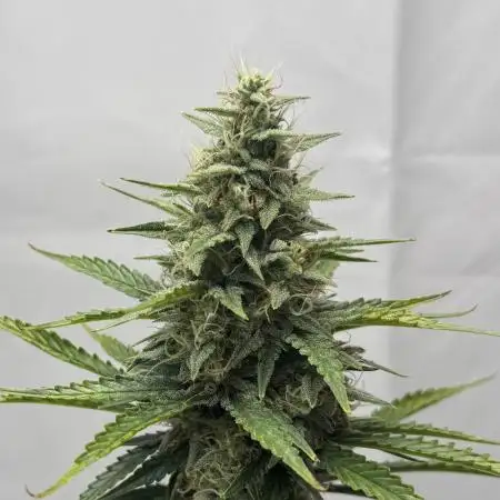 Kassus_Kush