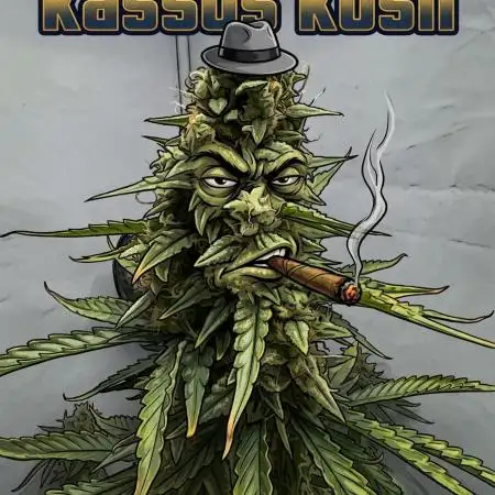Kassus_Kush