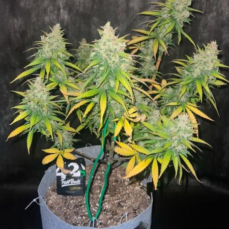 GingerGarageGrow420