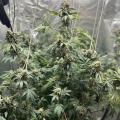 Ajgrowsroom