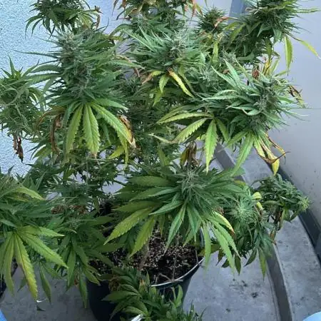 Pottgrower