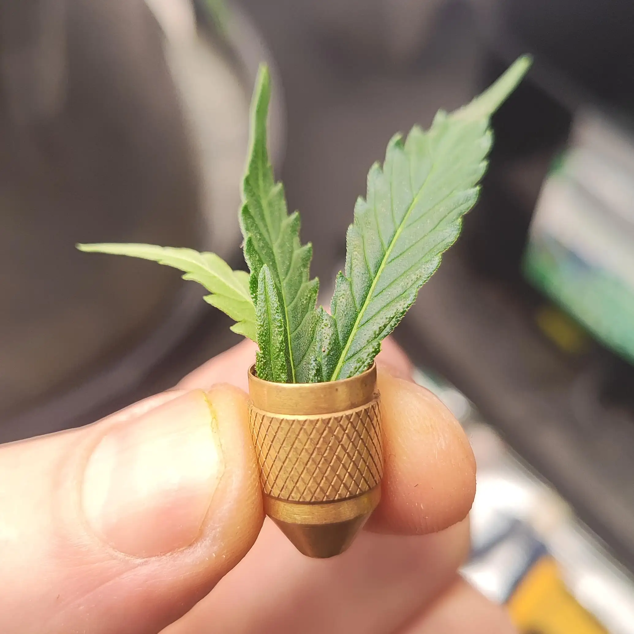 Pete_vs_Plants