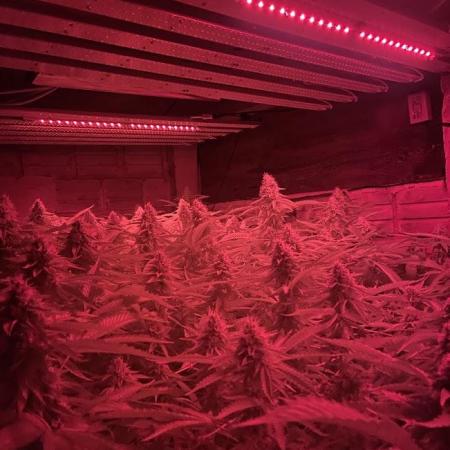 MarianoDoBom