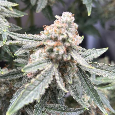 Growstopher