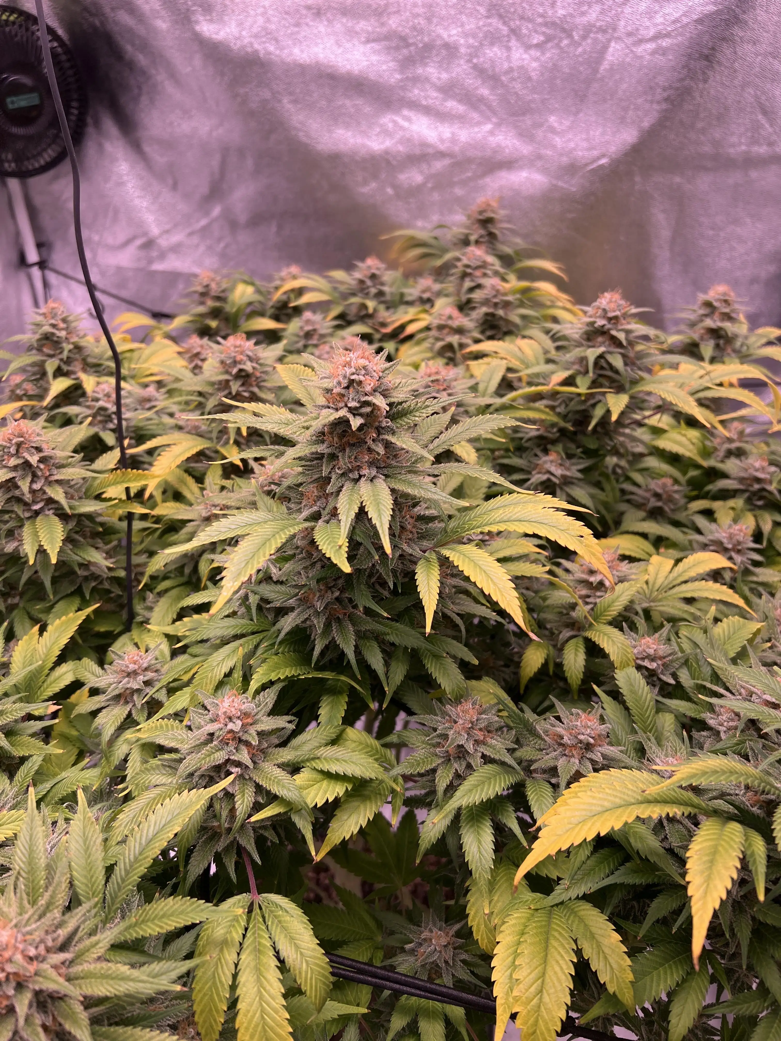 FakiesGrowingPassion