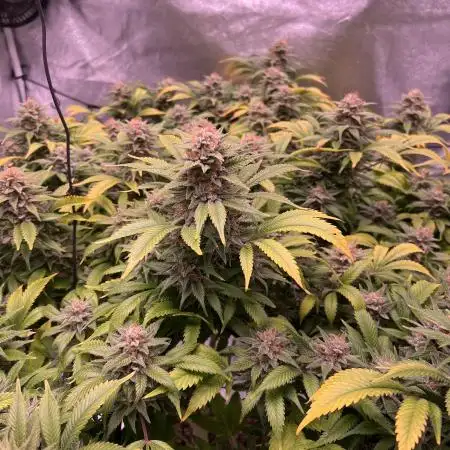 FakiesGrowingPassion