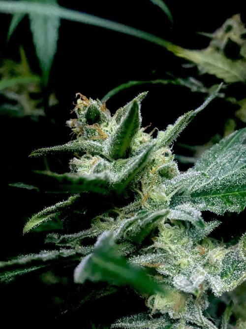 null by GrowX-FarmZ