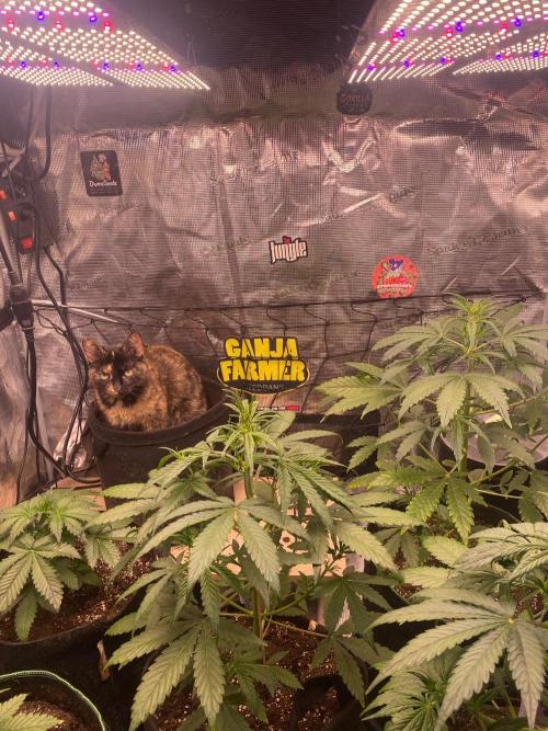 null by GrowX-FarmZ
