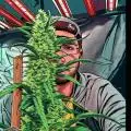 BlaKX