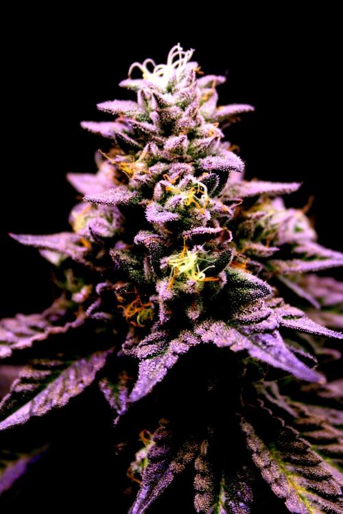 null door GoodWeedBerlin