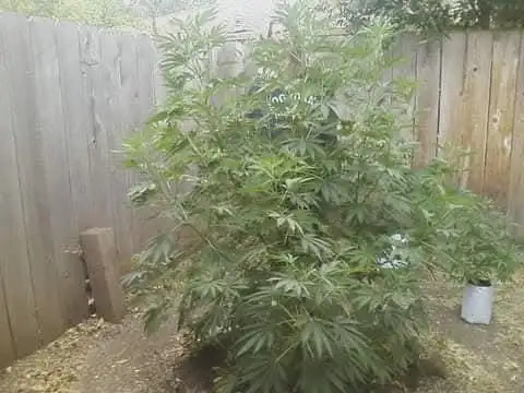 Kbseeds