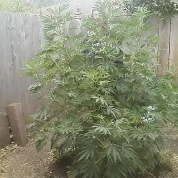 Kbseeds