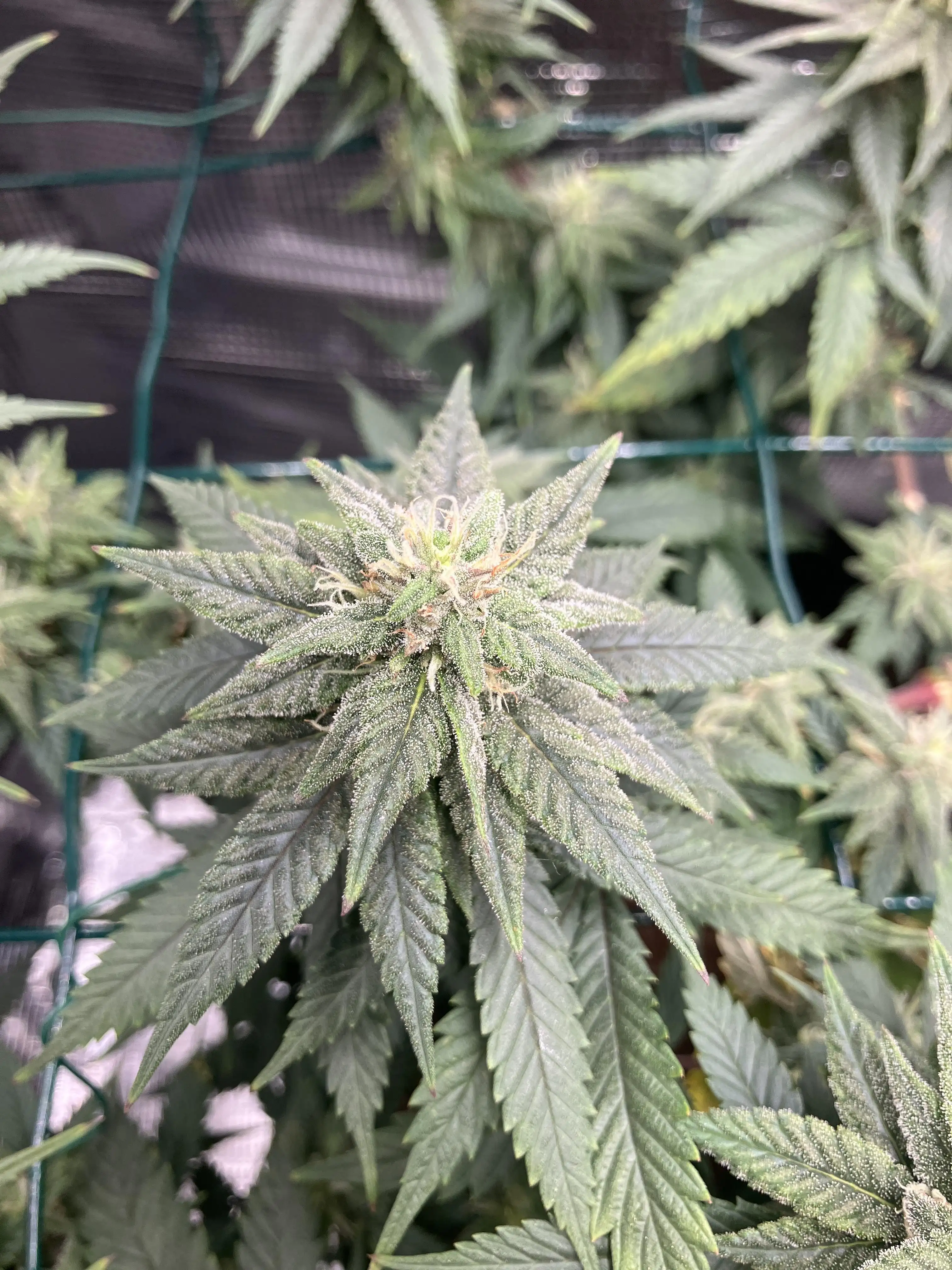 2dutchgrowers