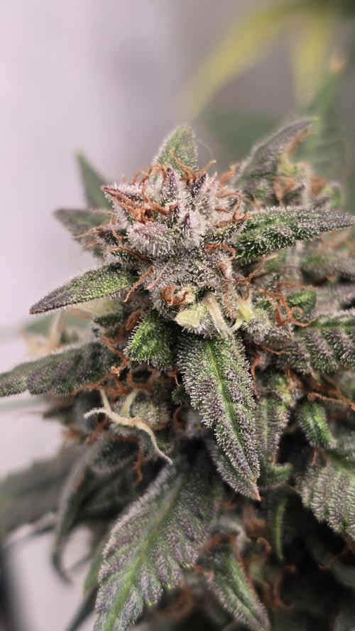 null by ThatsmyGrow