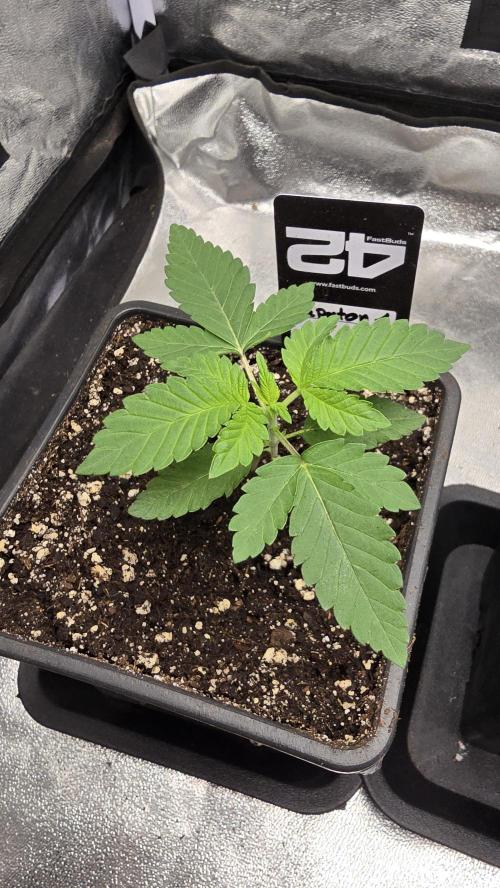 null by ThatsmyGrow
