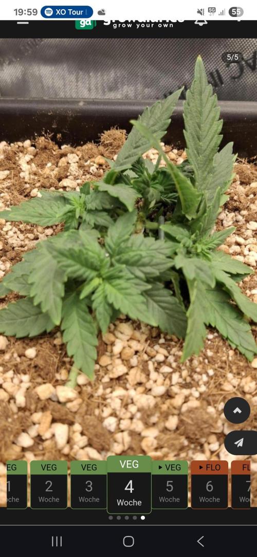 null door ThatsmyGrow