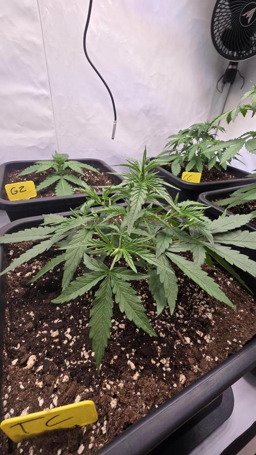 null door ThatsmyGrow