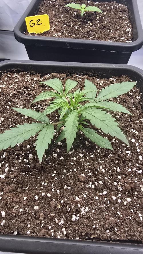 null door ThatsmyGrow