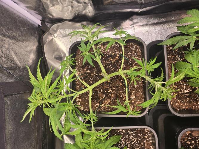 null door ThatsmyGrow