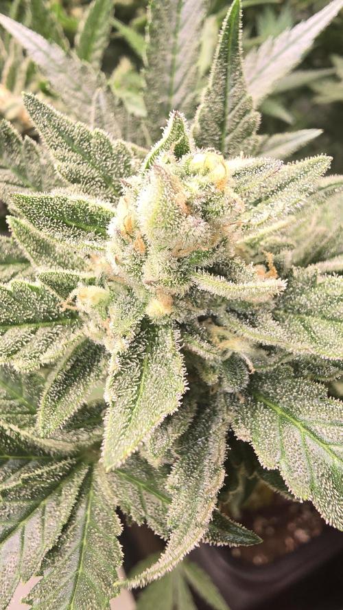 null by ThatsmyGrow