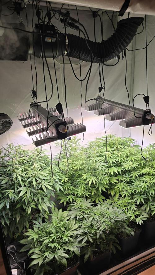 null by ThatsmyGrow